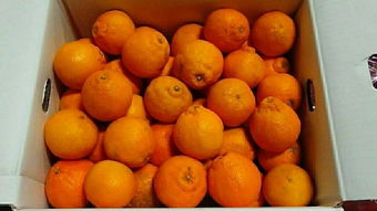 日本蔬菜代購指南 價(jià)格、二手市場(chǎng)與選購技巧